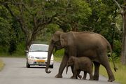 ElephantCrossingInFlorida