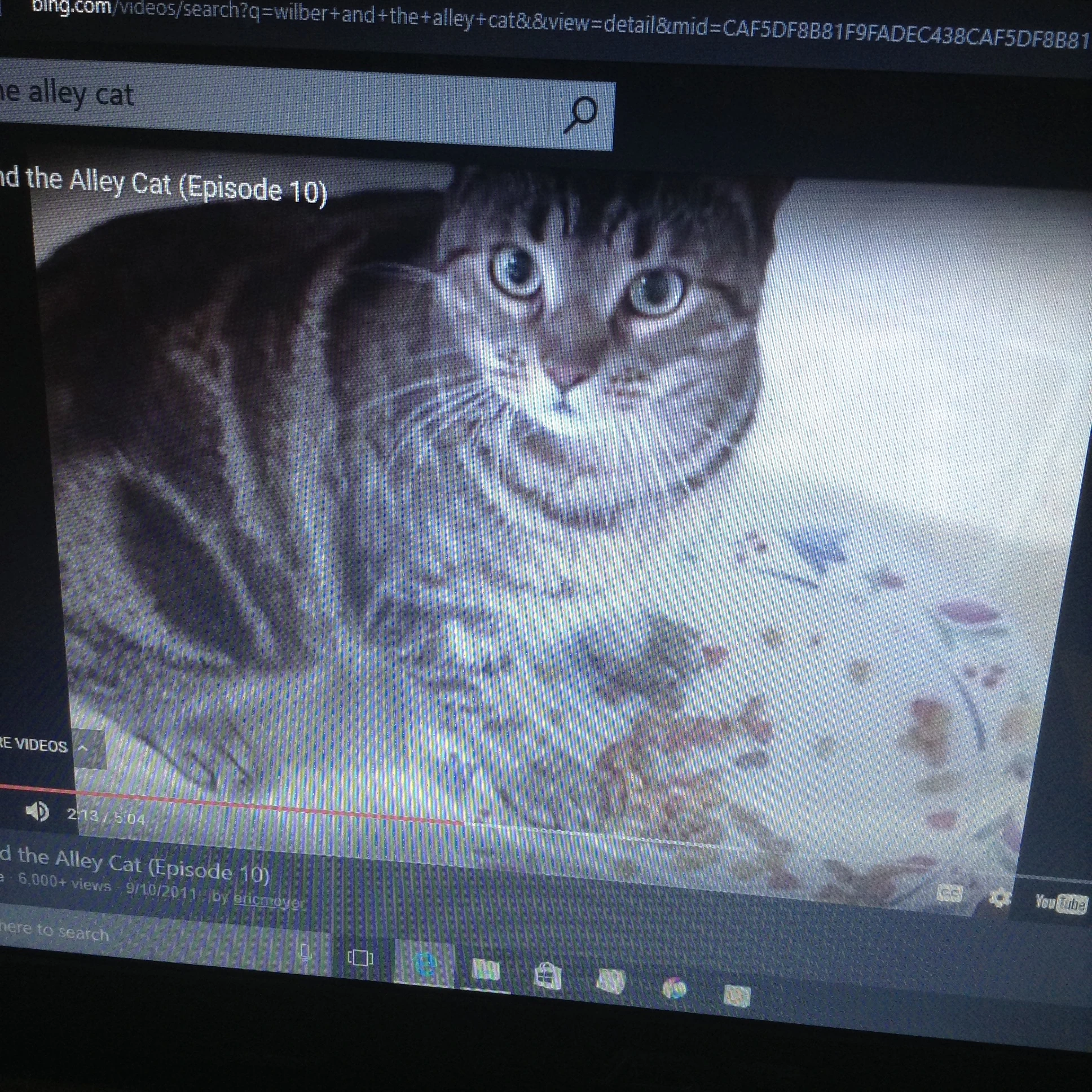 Wilber and the Alley Cat Fanon Wiki FANDOM powered by Wikia