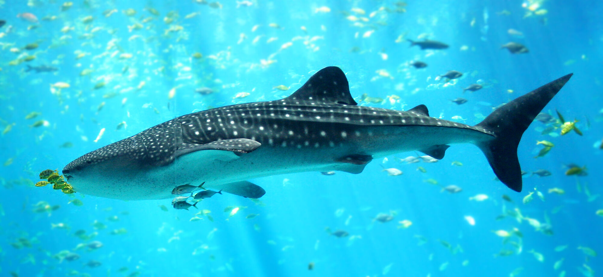 Vampire Shark Fanon Wiki Fandom Powered By Wikia