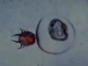 Infect