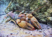 Wild-crawfish-jc-findley