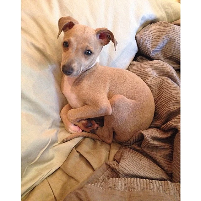 Jenna Marbles Flipline Studios Fanon FANDOM powered by Wikia