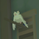 Ghost Bat