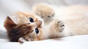 Schattige-kitten-4k-wallpaper