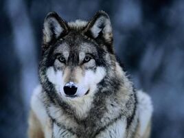 Joel-sartore-grijze-wolf-in-het-international-wolf-center-bij-ely-in-de-vs a-G-3564006-4990703