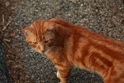 Red cat