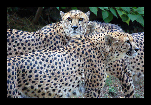 Cheetahs