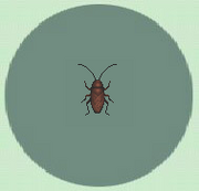Cockroach!