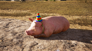 FC5 Pig