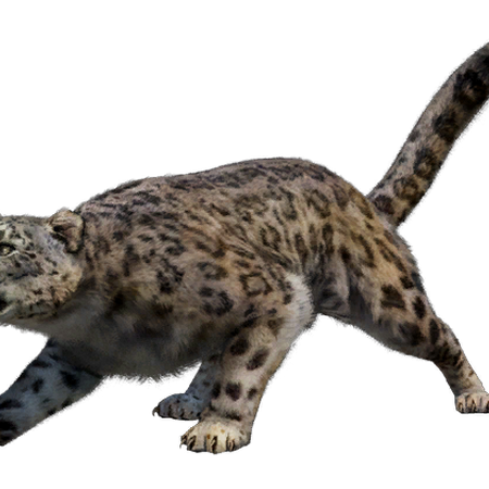 Felidae Far Cry Wiki Fandom