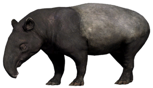 Tapir | Far Cry Wiki | Fandom