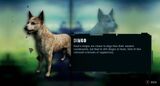 Dingo1