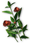 FC3 cutout torchginger