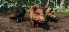Farcry pig