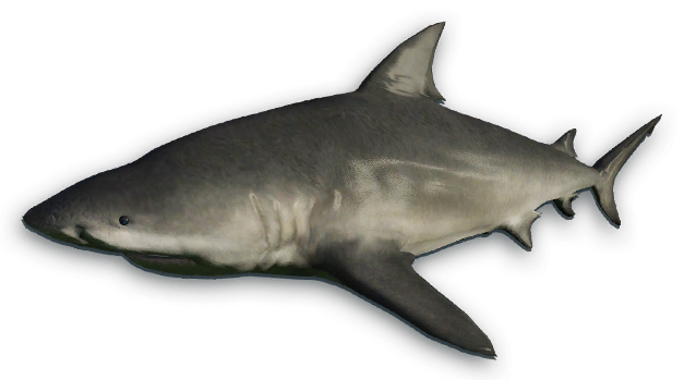 Bull Shark | Far Cry Wiki | FANDOM powered by Wikia