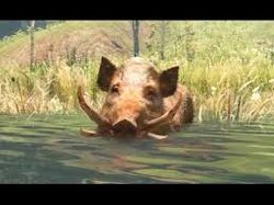 Fcprimalboar