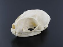 CreativeTools.se - PackshotCreator - Cat's skull