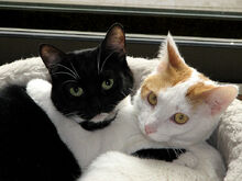 800px-Black white cats