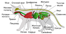 775px-Scheme cat anatomy-ru.svg