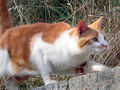 Pisica, wiki frenzy farm, fandom alimentat de wikia