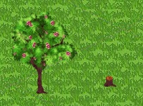 Cinnamon Tree Growth