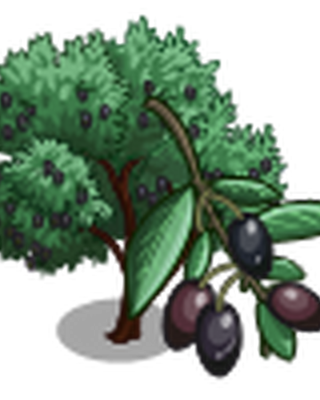 Picholine Olive Tree Farmville Wiki Fandom