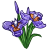 Walking Iris-icon