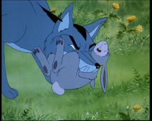 Rabbit