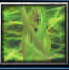 Wall of thorns