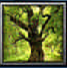 Sherwood forest
