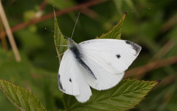 White small. Капустница самец. Бабочка Белянка Мезенина. Южноамериканская Белянка. Бабочка Белянка Аврора.