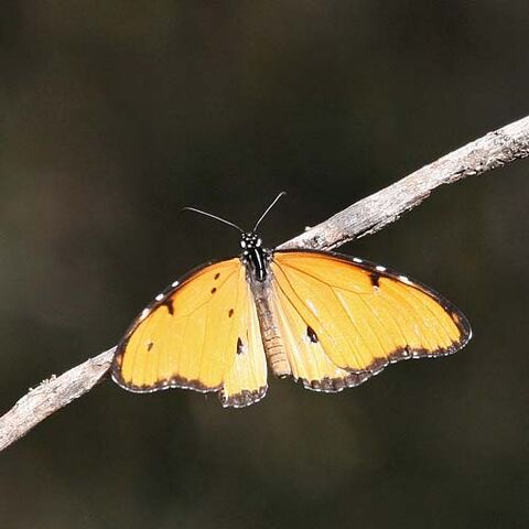 File:Dorippus.jpg
