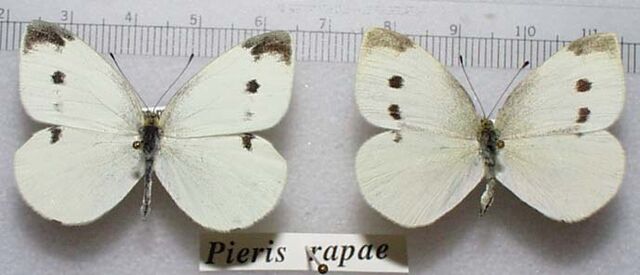 File:P rapae.jpg