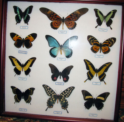 File:Papilio collection.jpg