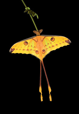 File:Argema mittrei.jpg