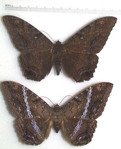 File:A odorata.jpg