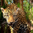 JaguarStar190's avatar