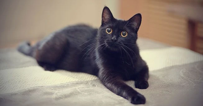 AdorableBlackCatLookingAtCameraFromSofa.jpg.653x0 q80 crop-smart AdorableBlackCatLookingAtCameraFromSofa.jpg.653x0 q80 crop-smart