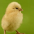 Chickenpeep's avatar