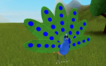 Peafowl Feather Family Roblox Wiki Fandom - roblox feather family peafowl showcase youtube