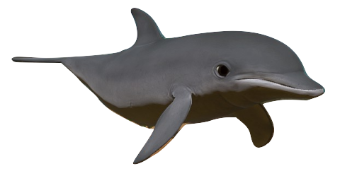 Dolphin | Feed and Grow Fish Wikia | Fandom