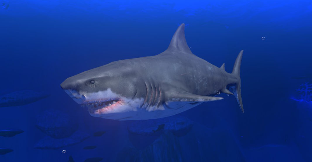 feed and grow fish great white shark health