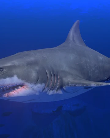 feed and grow fish videos