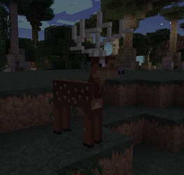 Deer