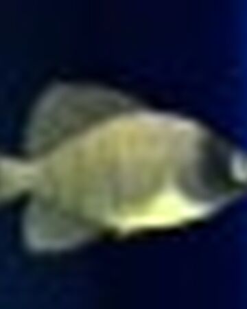 Minnow Feeding Frenzy 2 Wiki Fandom
