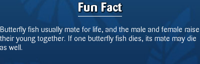 Butterfly fish