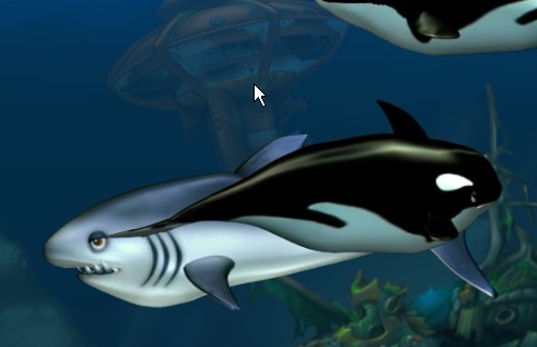 Feeding frenzy killer whale video Feeding frenzy killer whale video