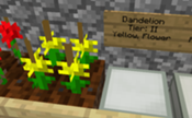 Dandelioncrossbreed