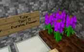 Tulip
