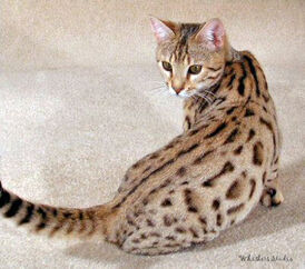 Leopardstar